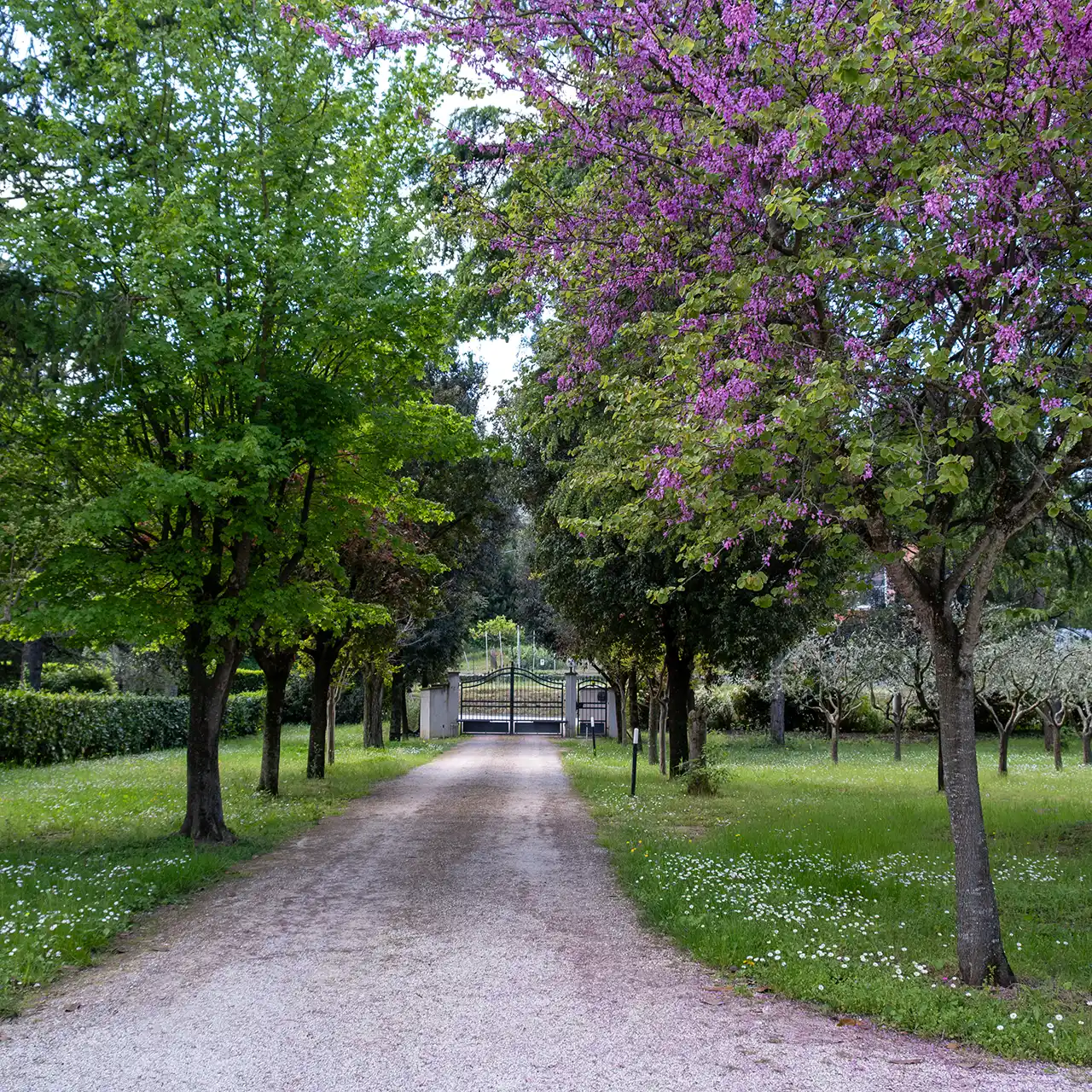 Oltremodo bed and breakfast a Tolentino, viale alberato di ingresso